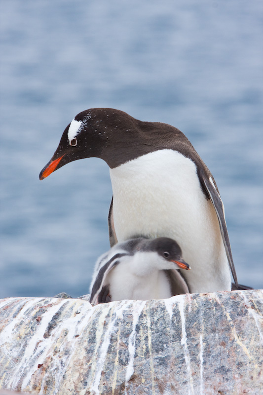 Gentoo Penguin And Chick